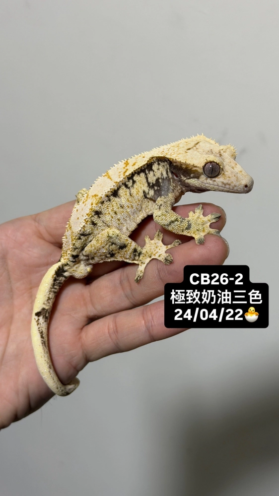 CB26-2 極致奶油三色