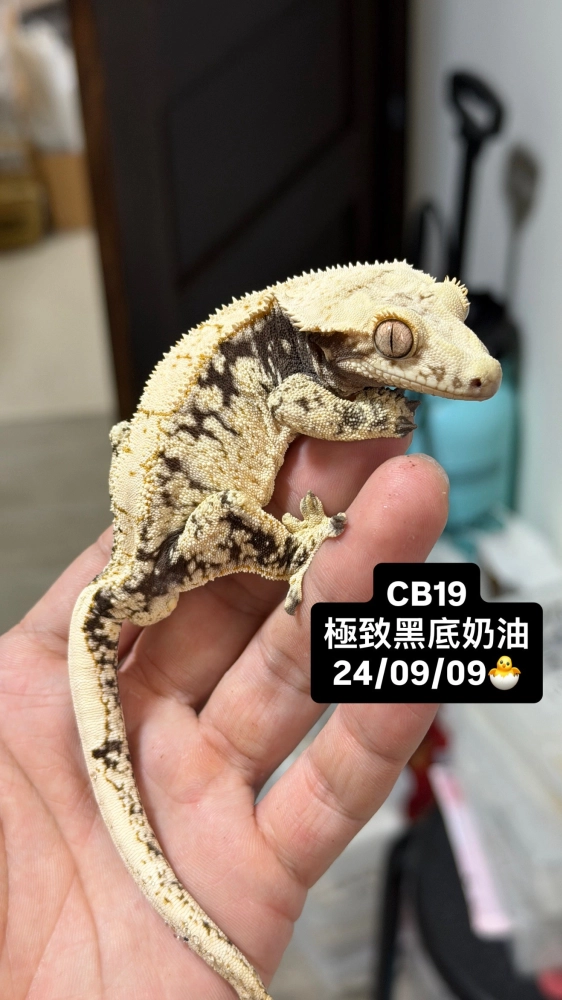 CB19 極致黑底奶油