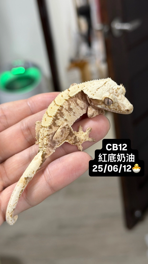 CB12 紅底奶油