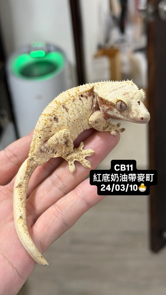 CB11 紅底奶油帶麥町