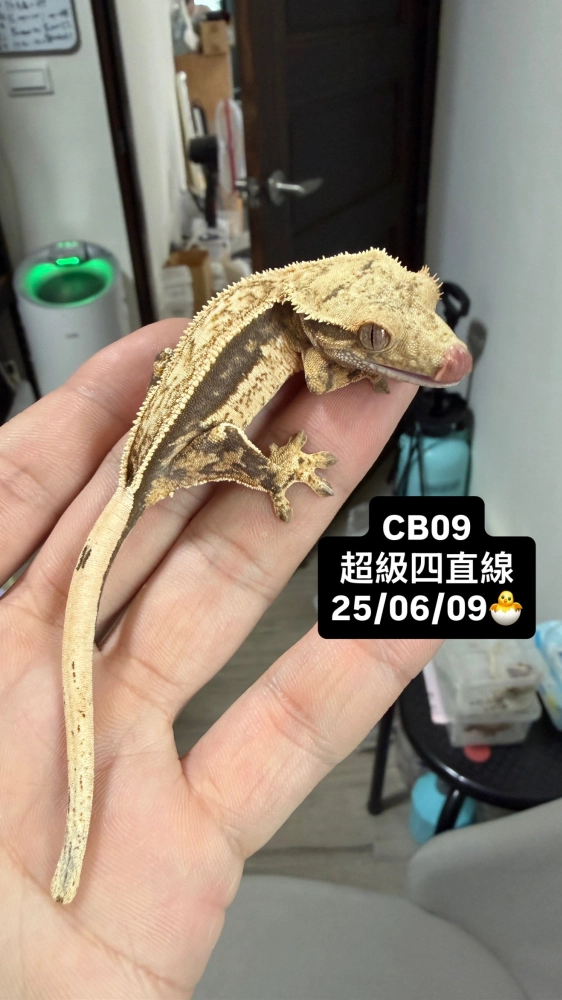 CB09 超級四直線