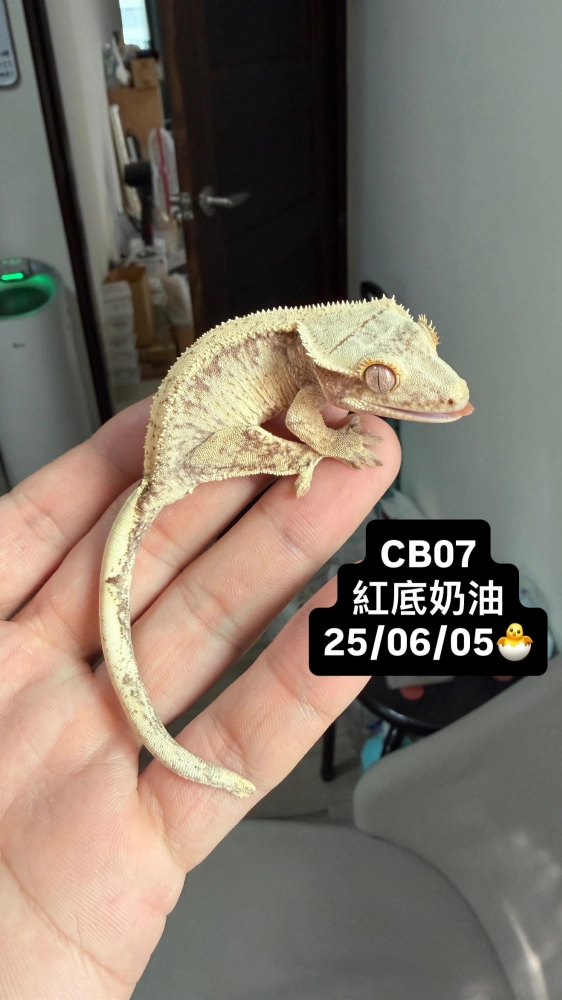 CB07 紅底奶油