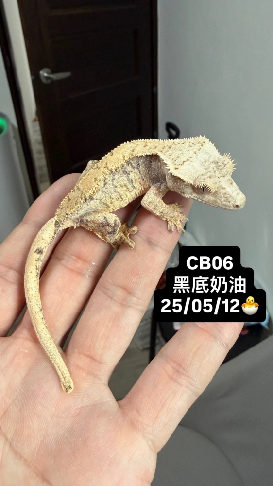 CB06 黑底奶油
