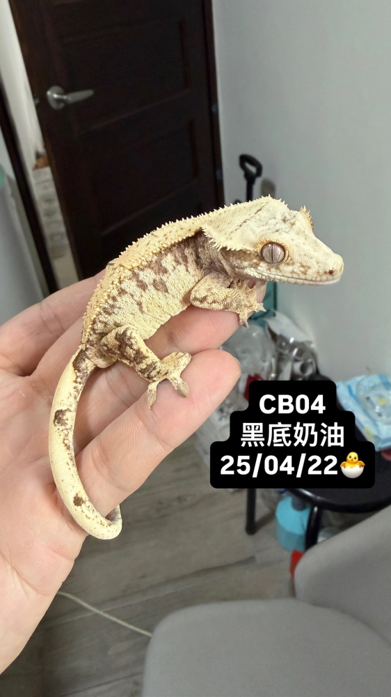 CB04 黑底奶油