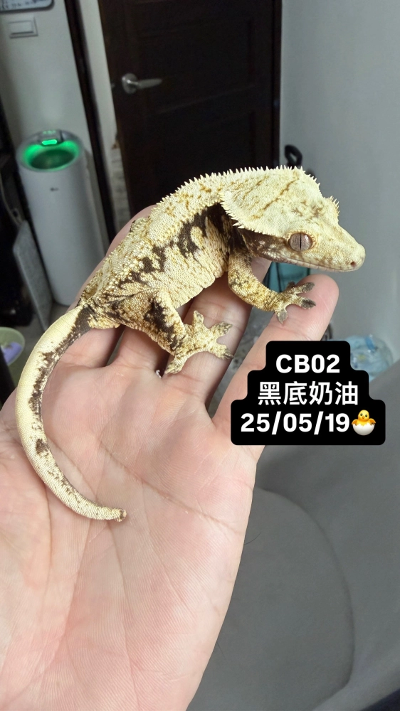 CB02 黑底奶油