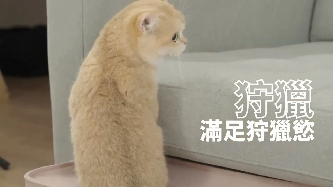 Miaut 喵窩－募資影片