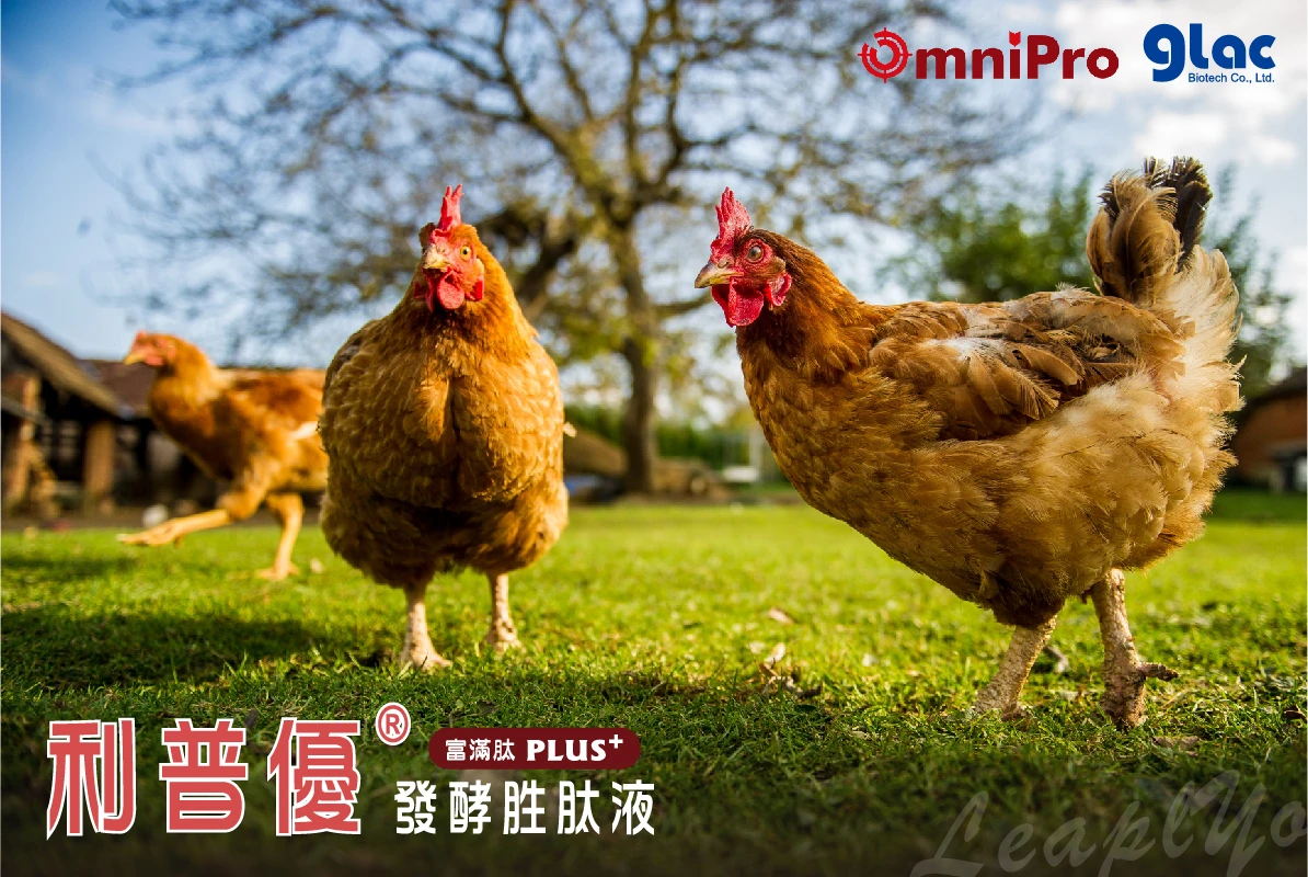 豐華生技機能性農畜胜肽液 從源頭改善經濟動物健康 提升養殖戶經濟效益