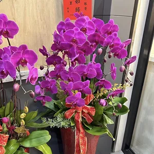 蘭花盆