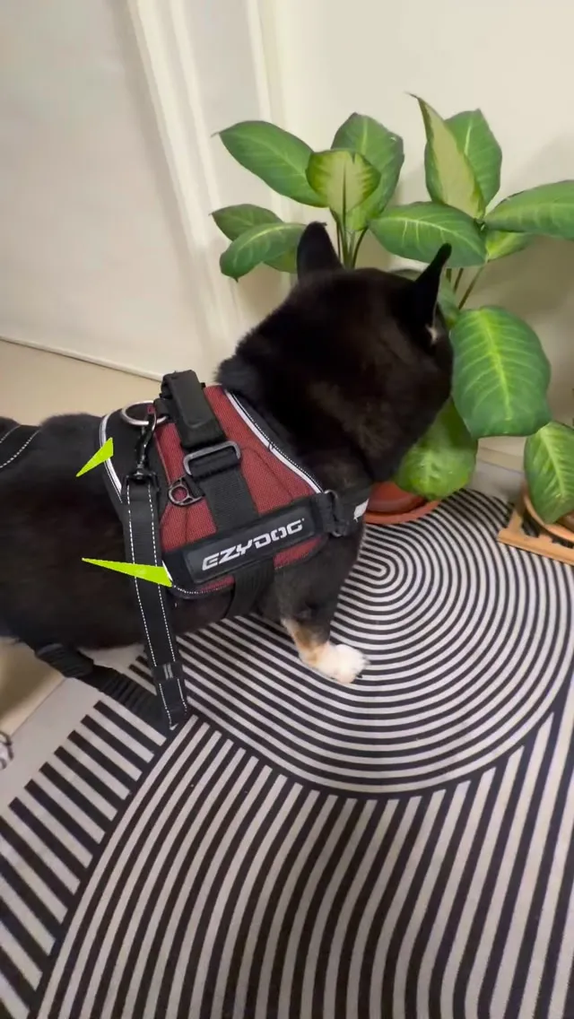 今天有一位黑柴小朋友來陪主人按摩