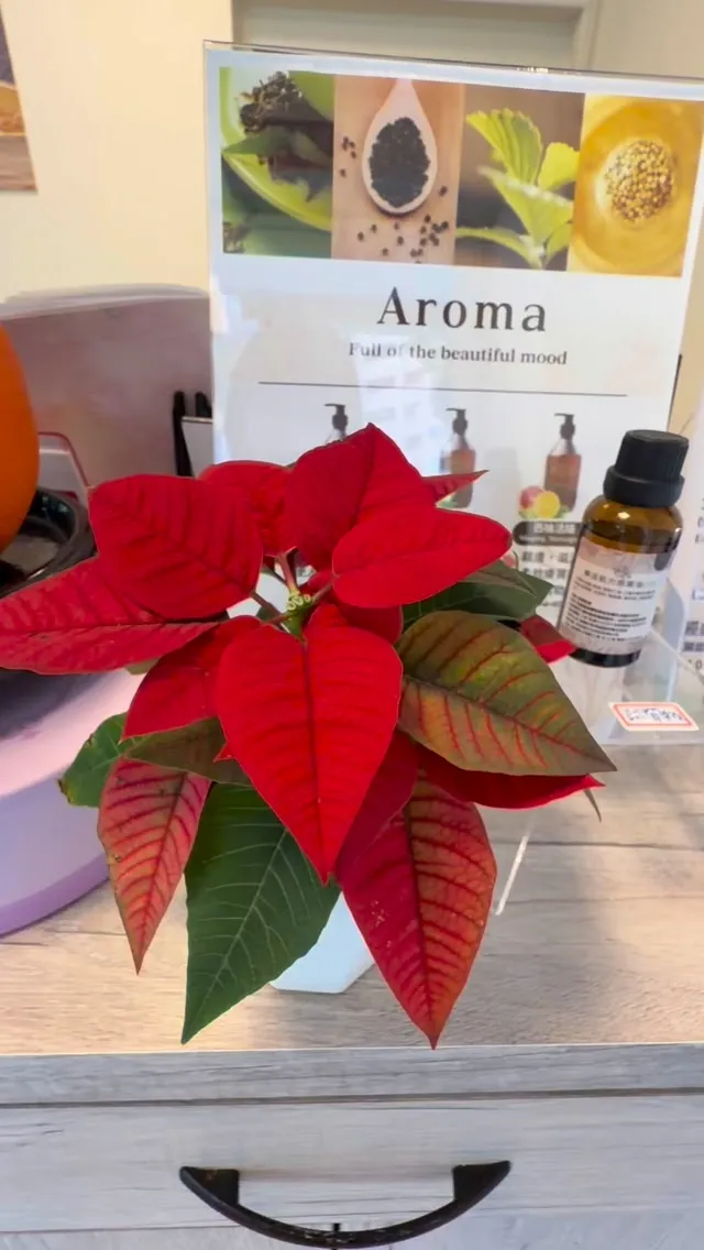 聖誕節限定活動開跑！