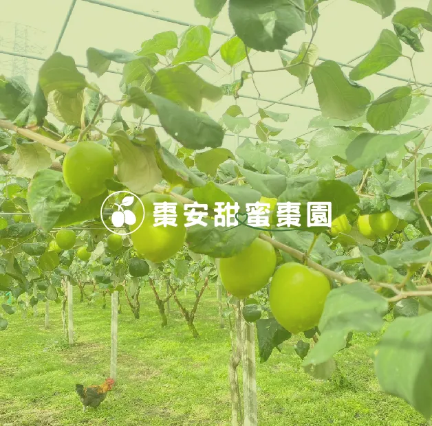 棗安甜棗蜜園官網全新上架，歡迎來到我們的果園!