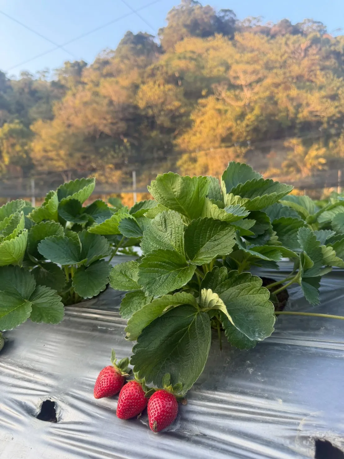 草莓禮盒-手提1斤禮盒款中果（含運）