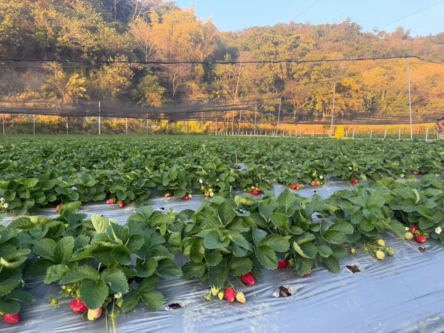 草莓禮盒-手提2斤禮盒款中果（含運）