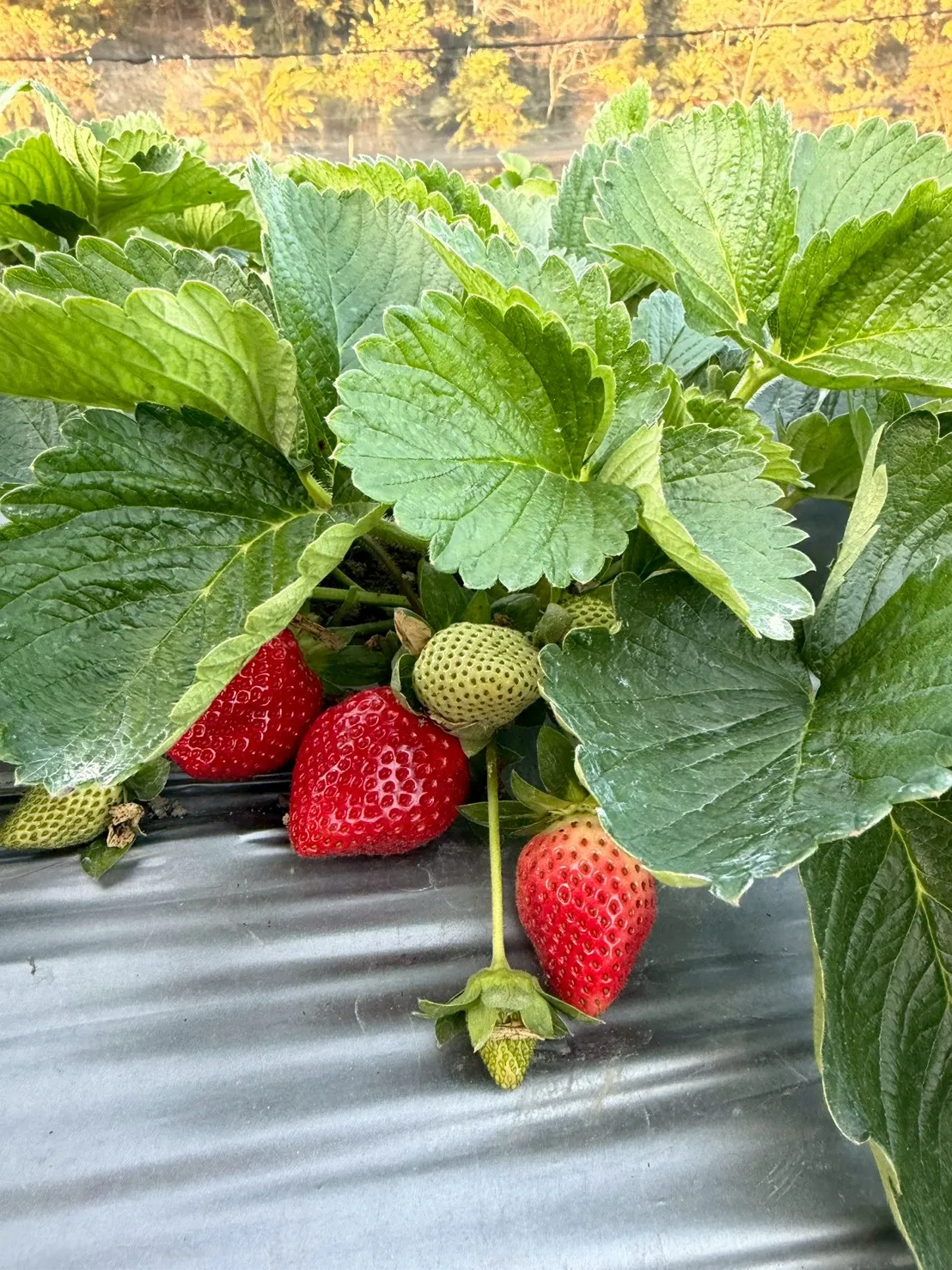 草莓禮盒-手提1斤禮盒款特大果（含運）