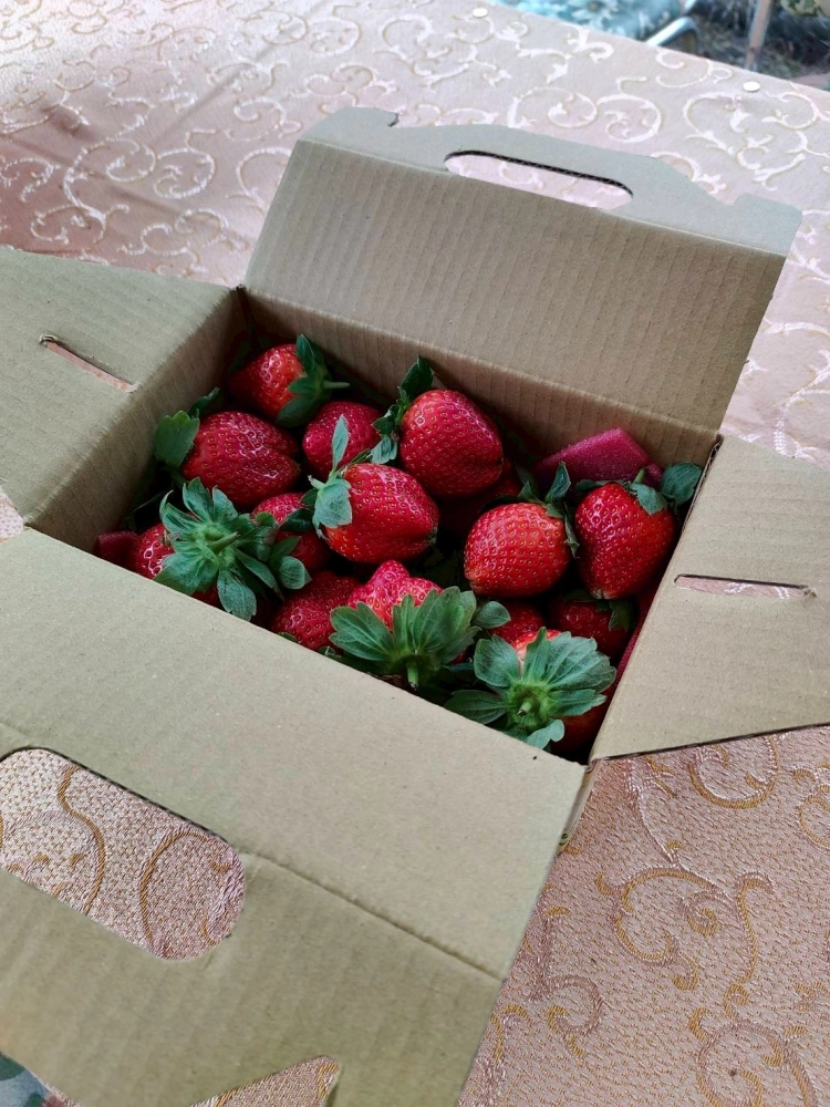 草莓禮盒-手提2斤禮盒款中果（含運）
