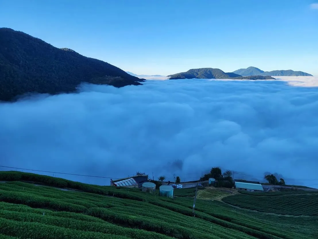 固德茶莊的高山茶皆來自高海拔山區｜嘉義茶行｜嘉義茶葉