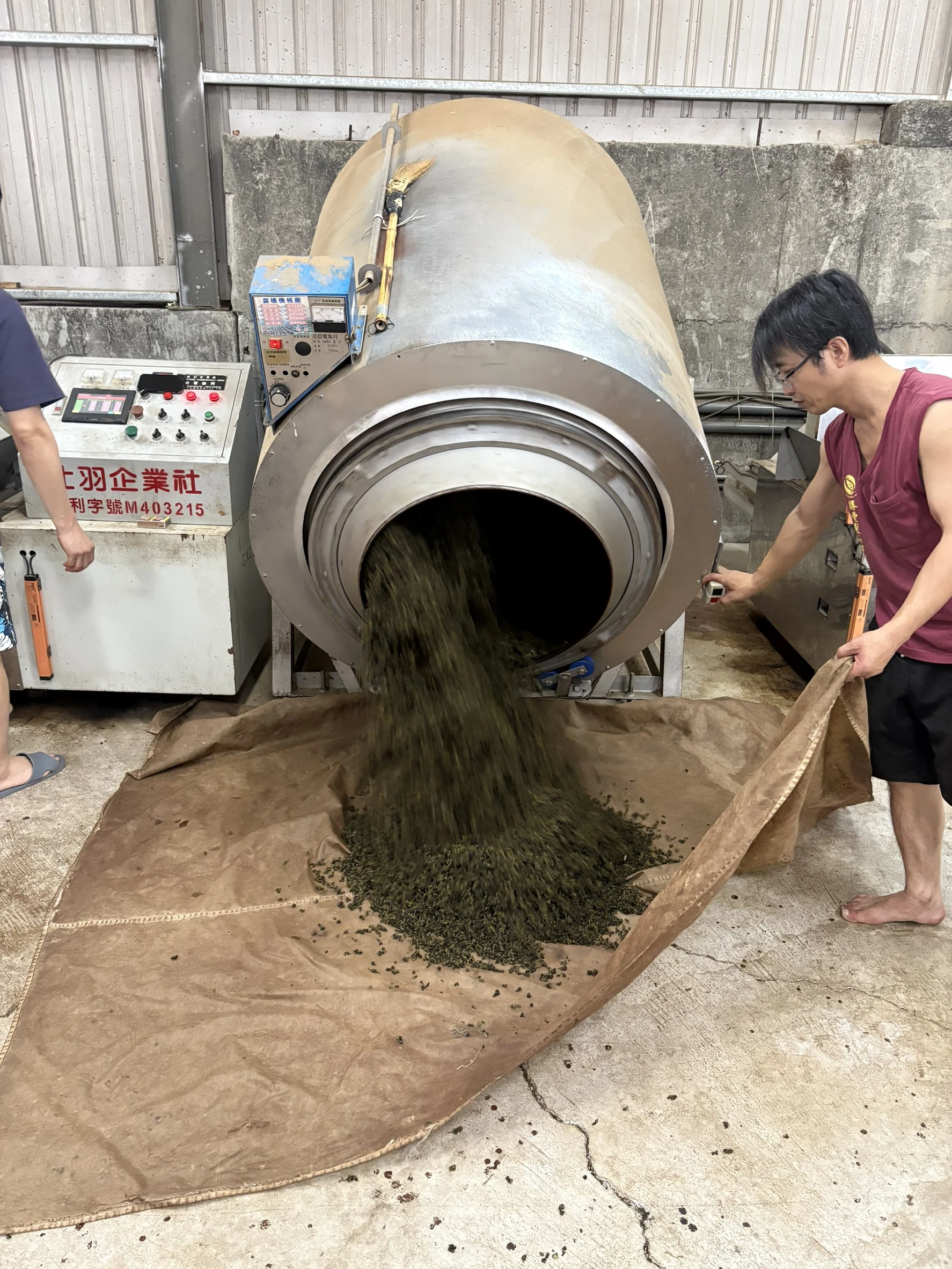 阿里山冬茶是什麼？從茶區、品種到製茶，認識一杯山間清香