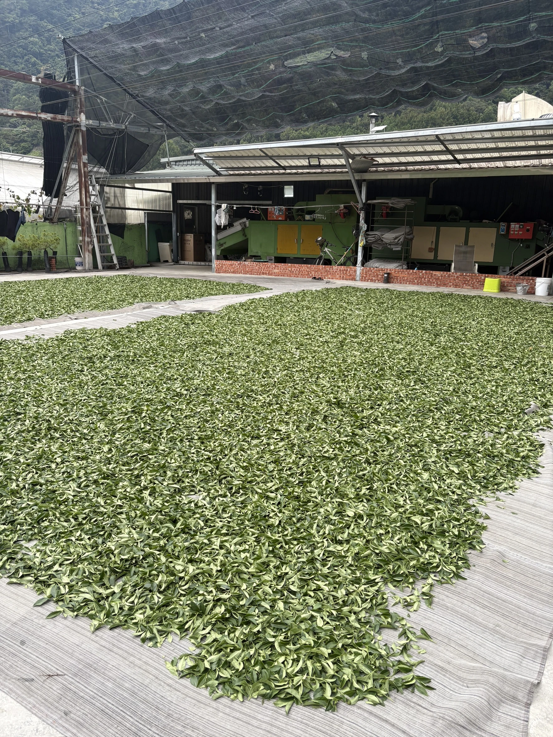 阿里山冬茶怎麼選？從產地資訊到送禮需求，挑一款真正合適的茶