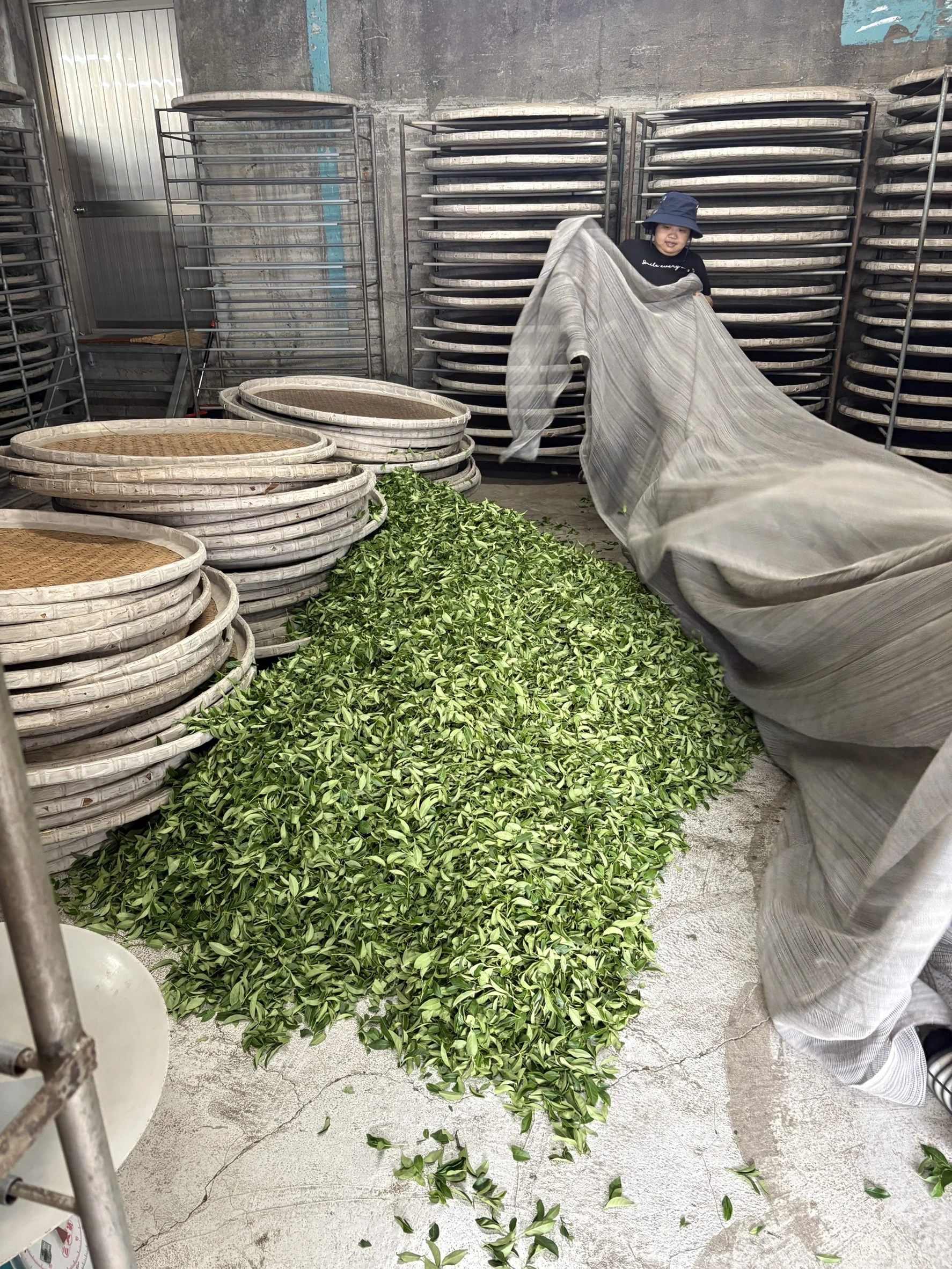 梨山冬茶介紹：從高山環境到杯中滋味，認識值得細品的產區茶