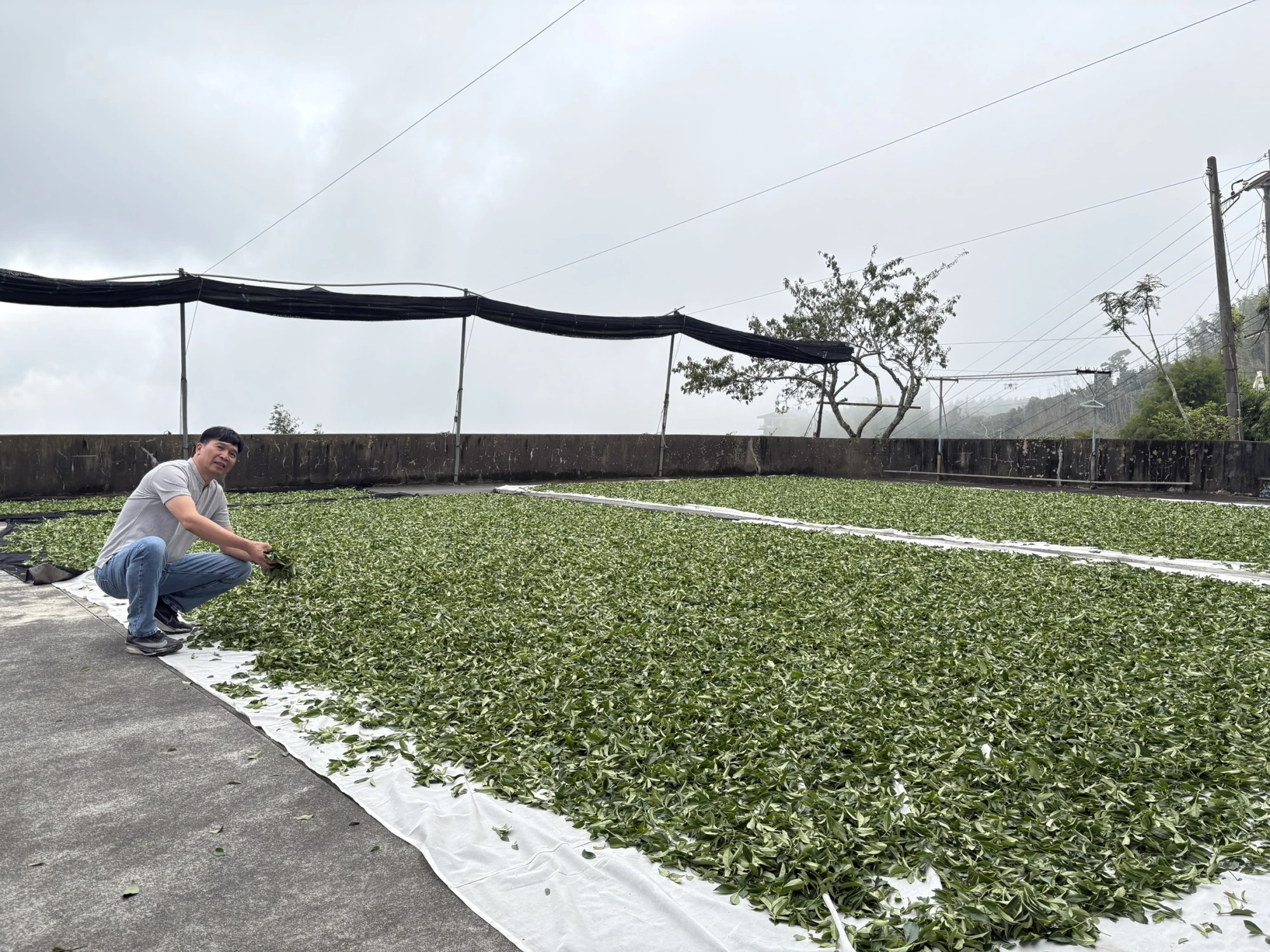 嘉義茶園/嘉義茶廠