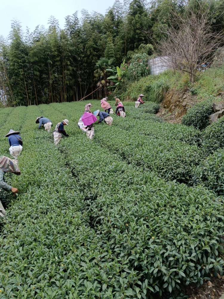 冬茶採收中