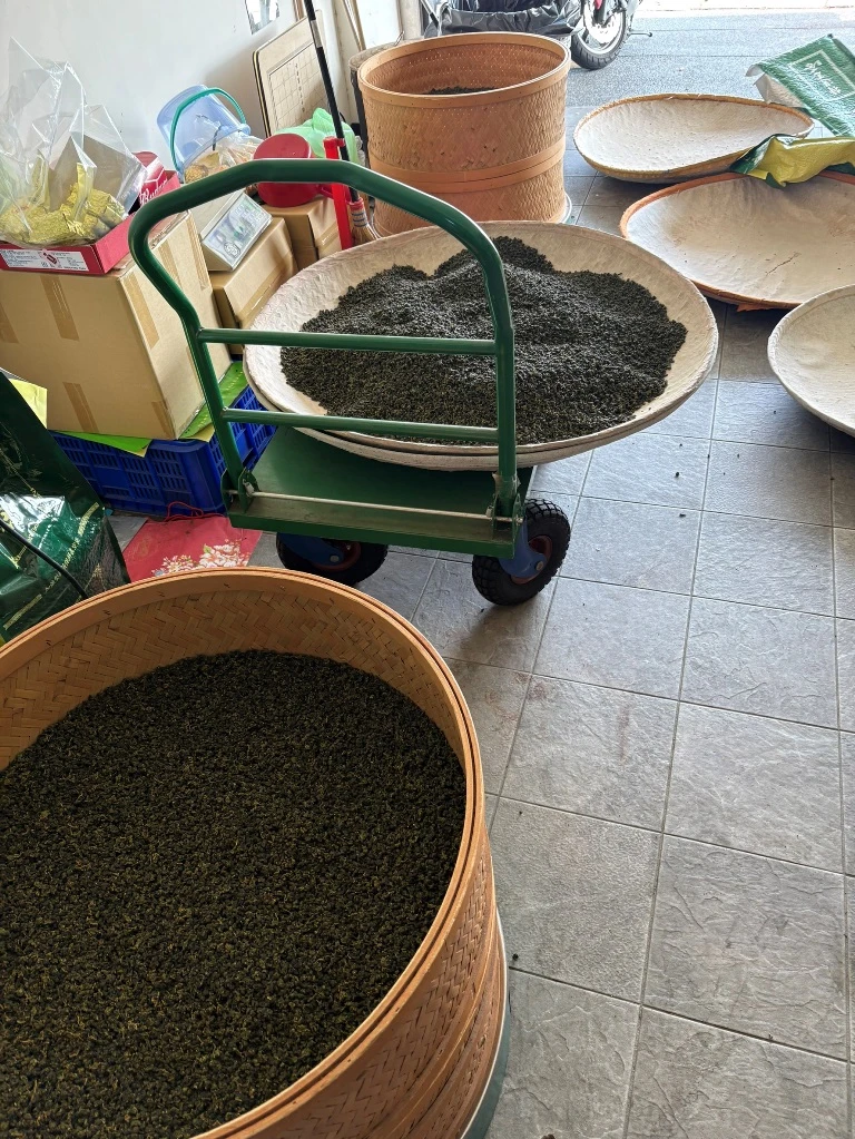2026 冬茶採收 軟枝烏龍