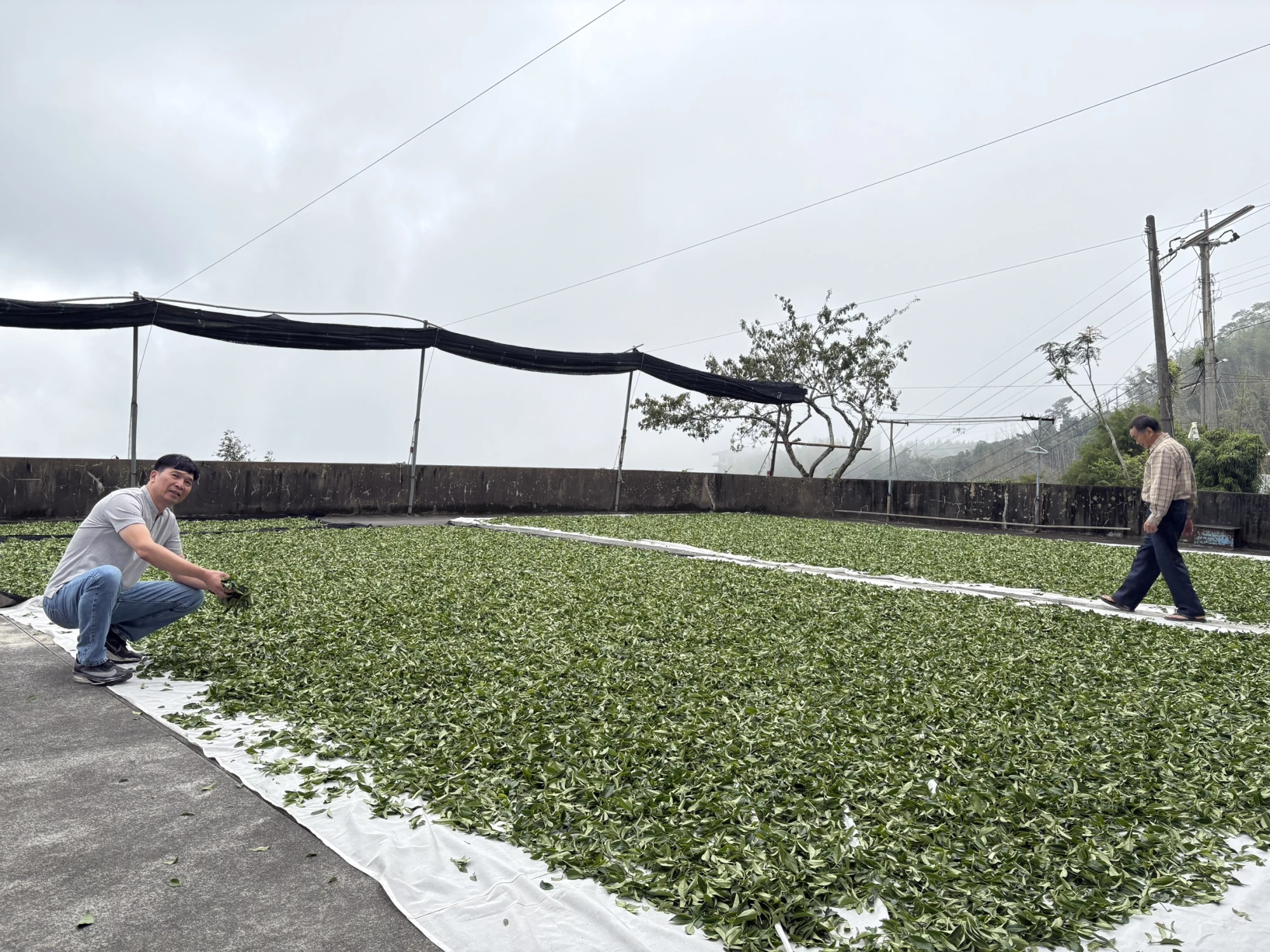 嘉義茶園/嘉義茶廠
