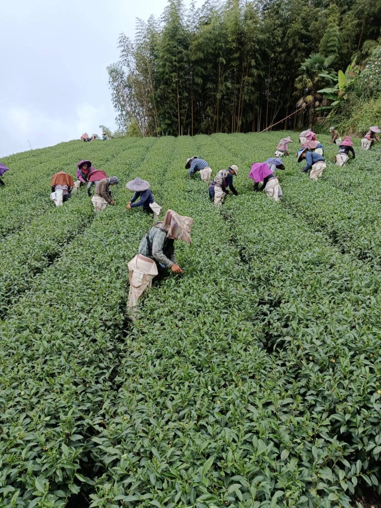 冬茶採收中