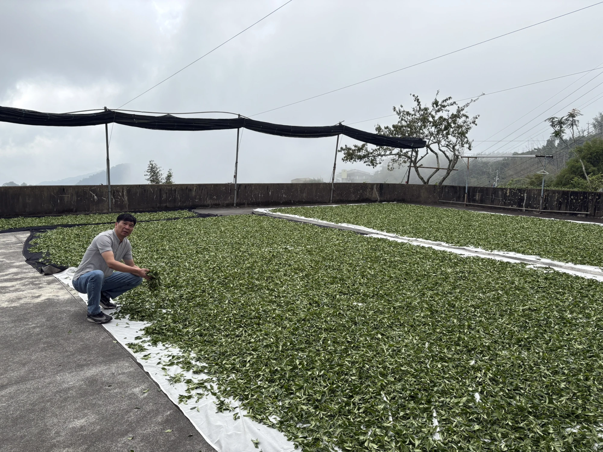 嘉義茶園/嘉義茶廠