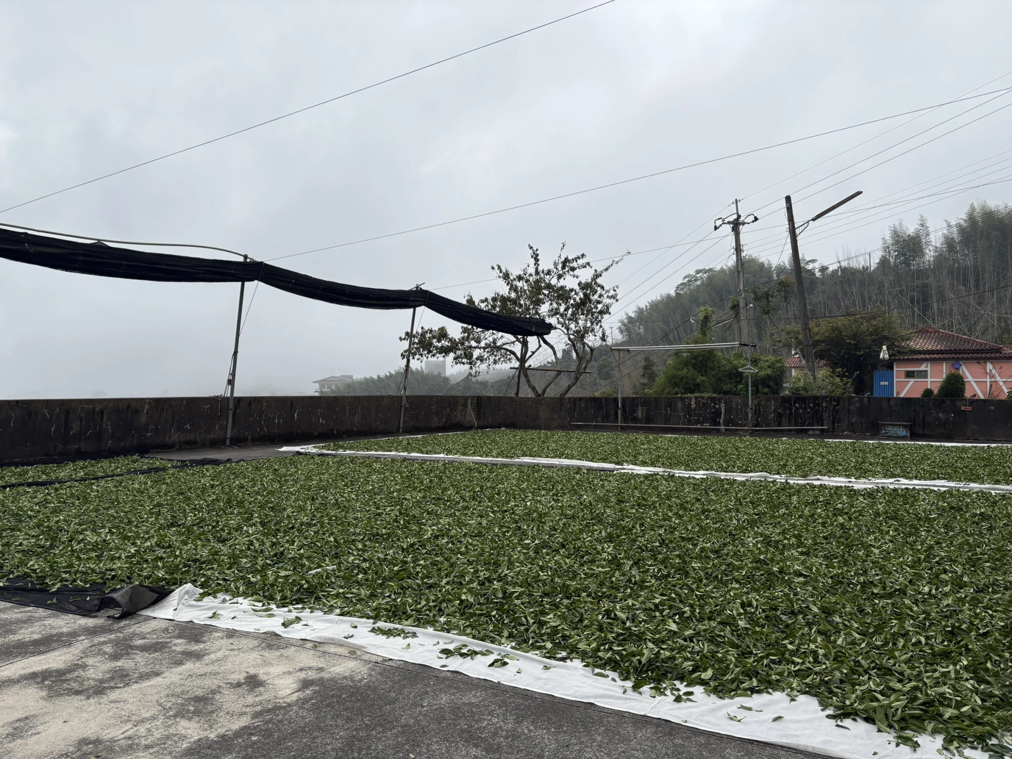 嘉義茶園/嘉義茶廠