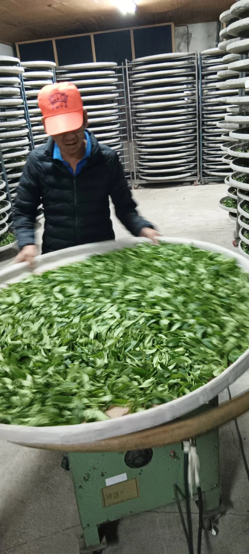 2026 冬茶流程 || 嘉義茶葉推薦