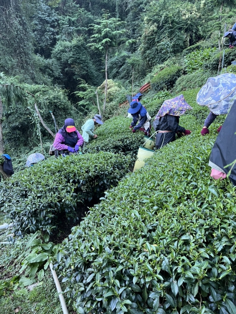 冬茶採收中