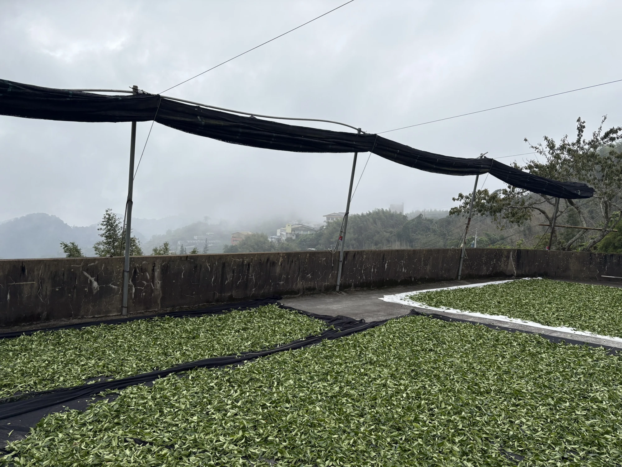 嘉義茶園/嘉義茶廠