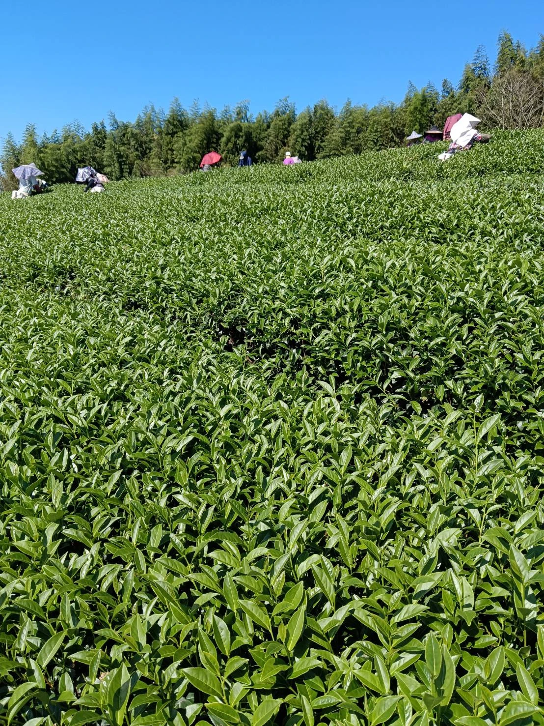 嘉義高山茶/嘉義茶葉推薦