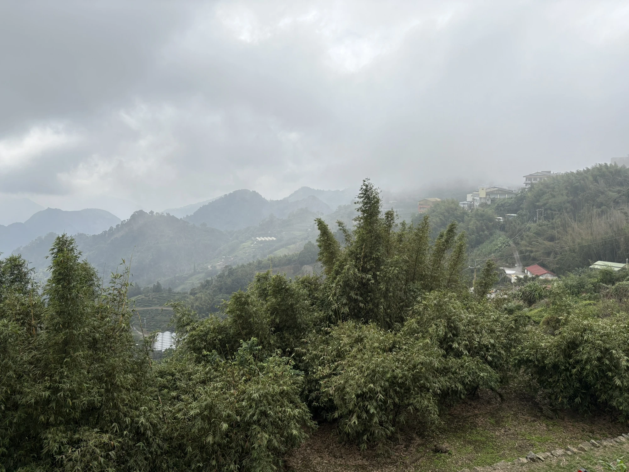 嘉義茶園/嘉義茶廠