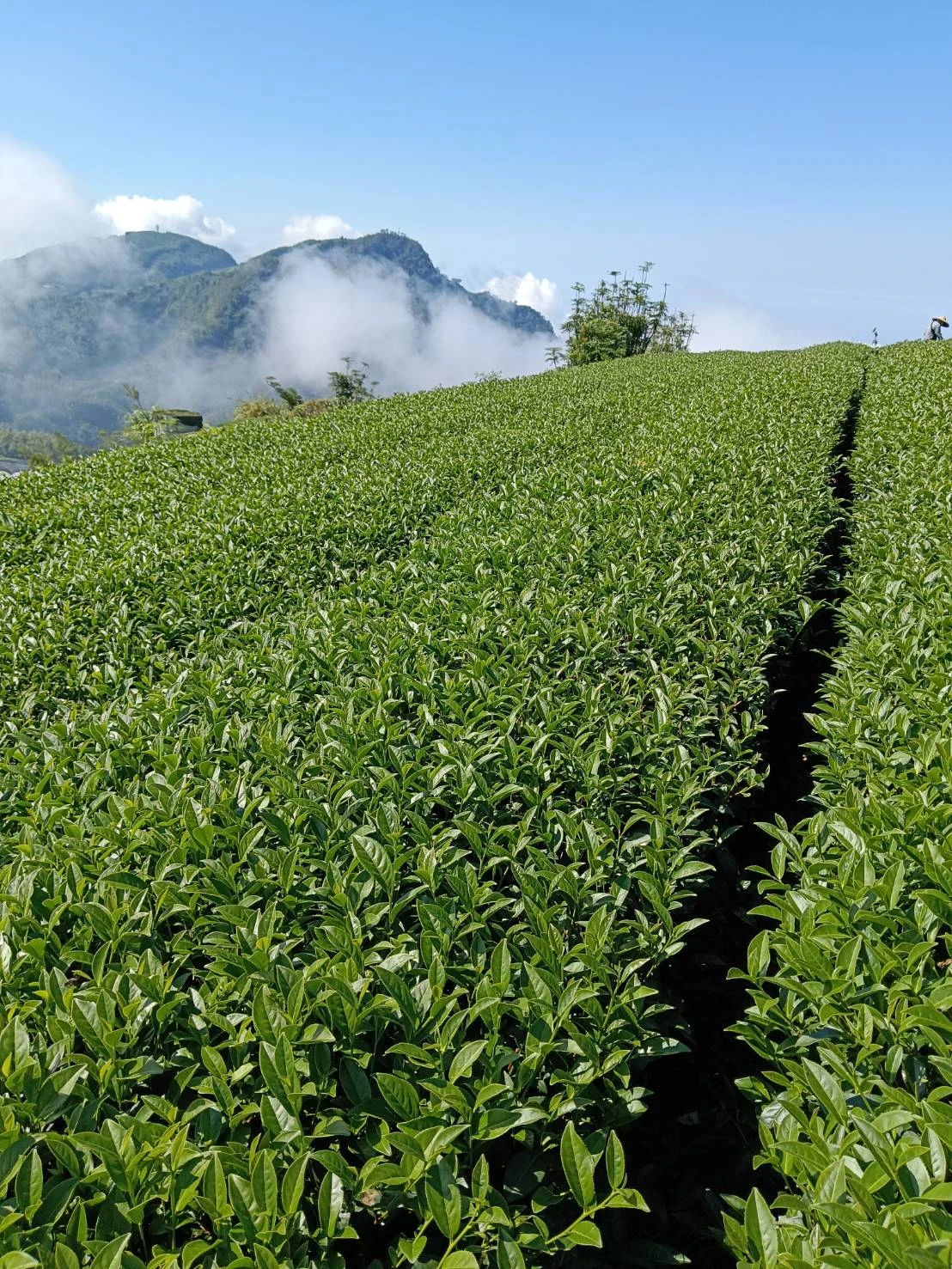 嘉義高山茶/嘉義茶葉推薦