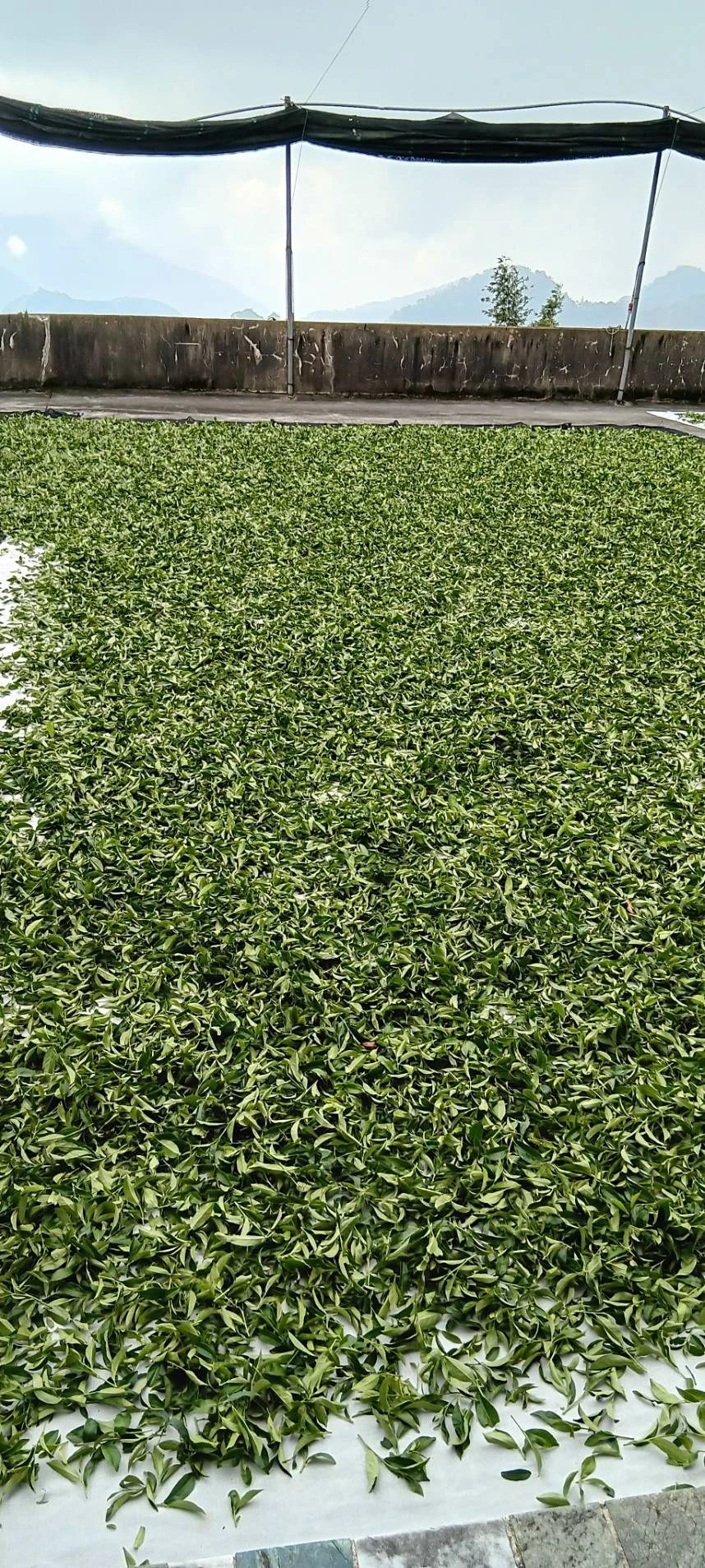 2026 冬茶流程 || 嘉義茶葉推薦