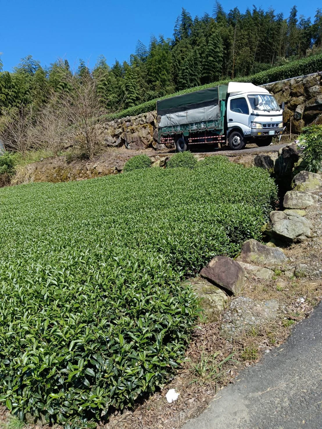 嘉義高山茶/嘉義茶葉推薦
