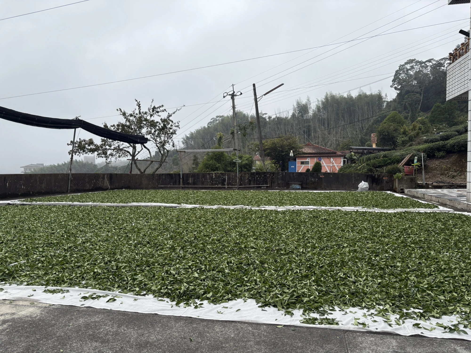 嘉義茶園/嘉義茶廠