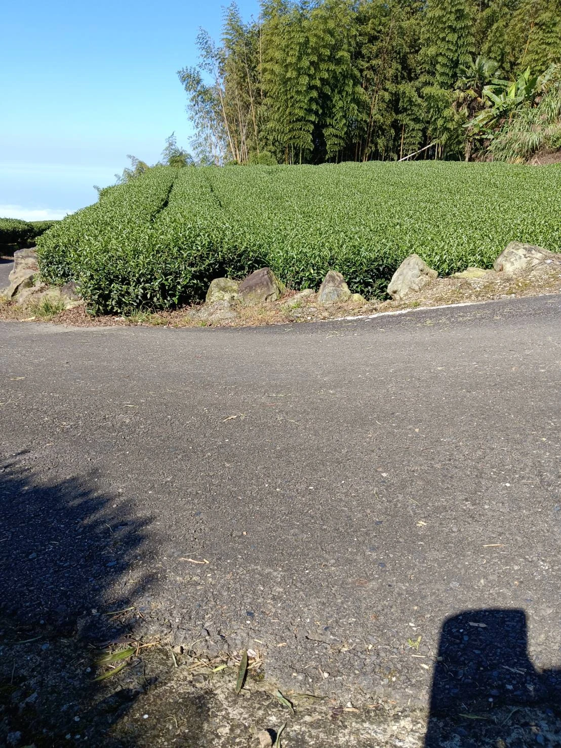 嘉義高山茶/嘉義茶葉推薦