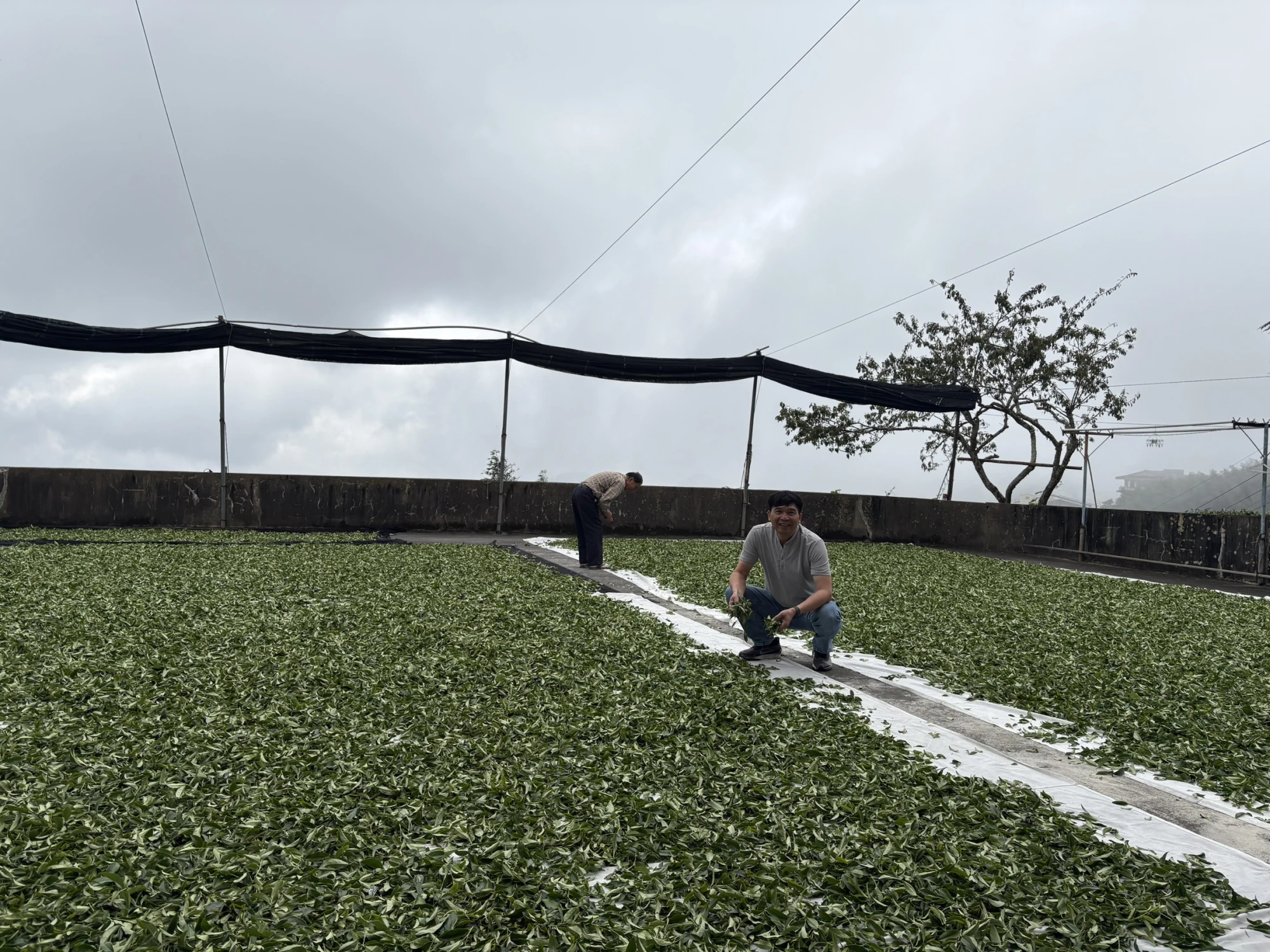 嘉義茶園/嘉義茶廠