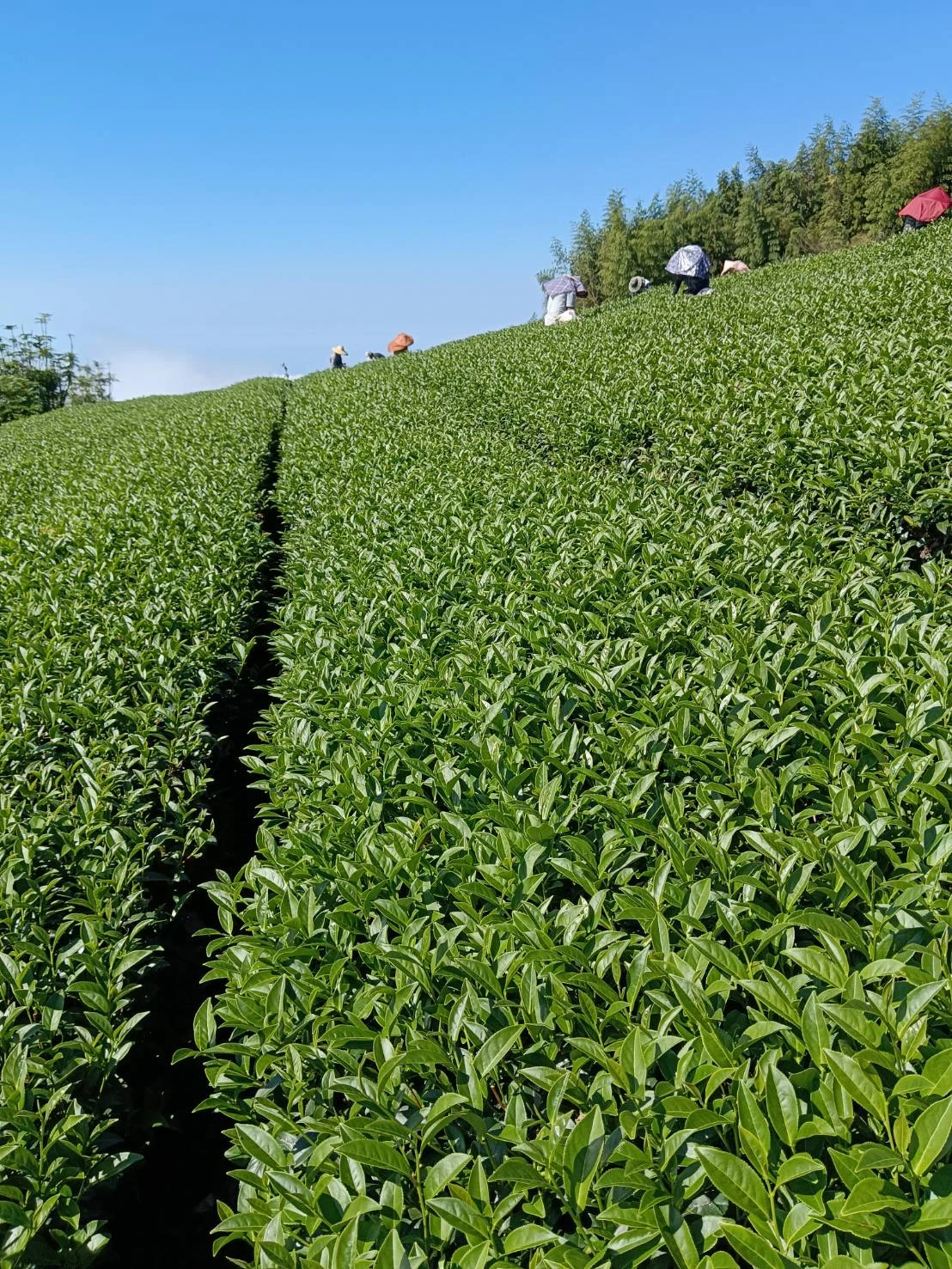 嘉義高山茶/嘉義茶葉推薦