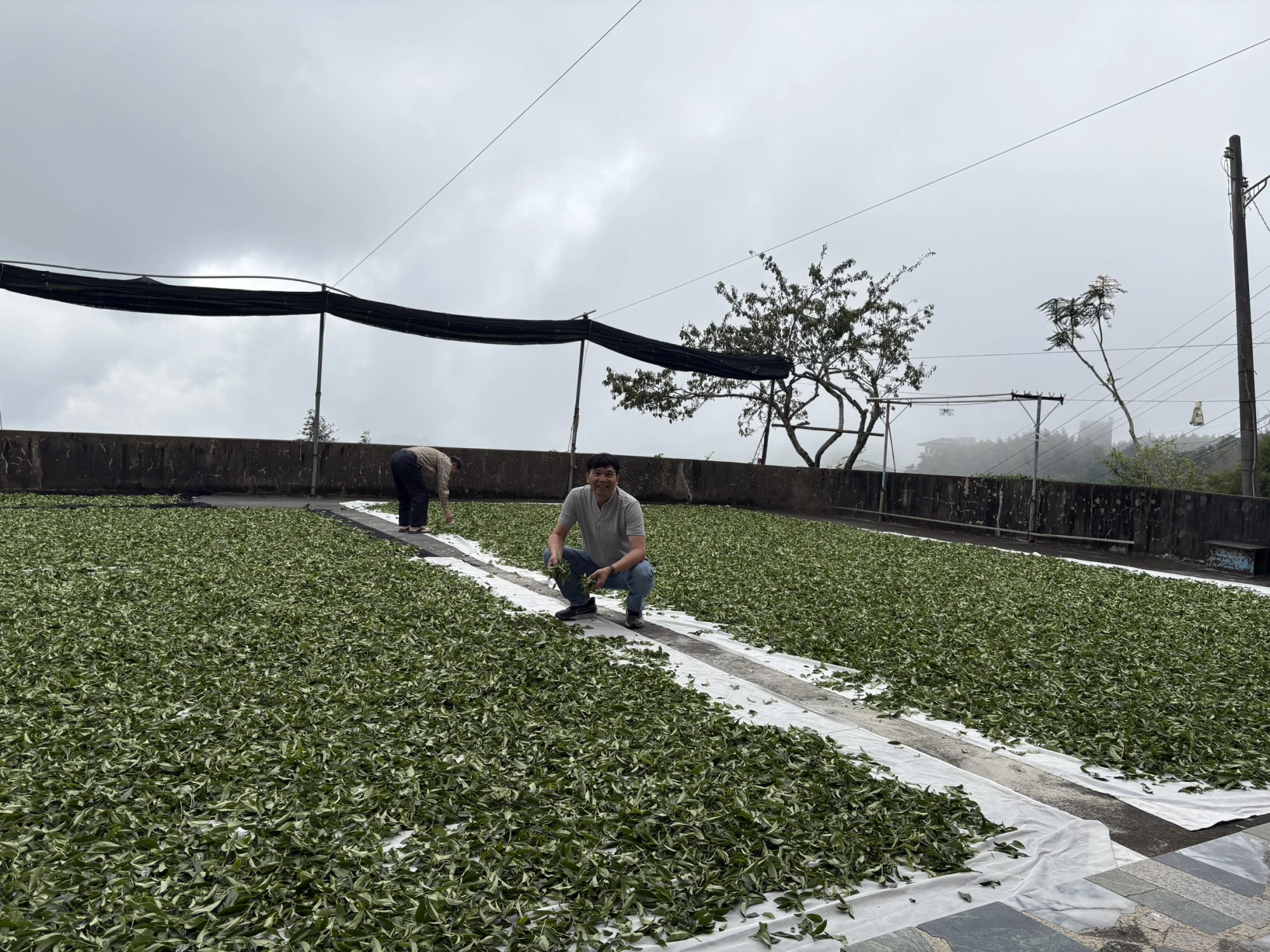 嘉義茶園/嘉義茶廠