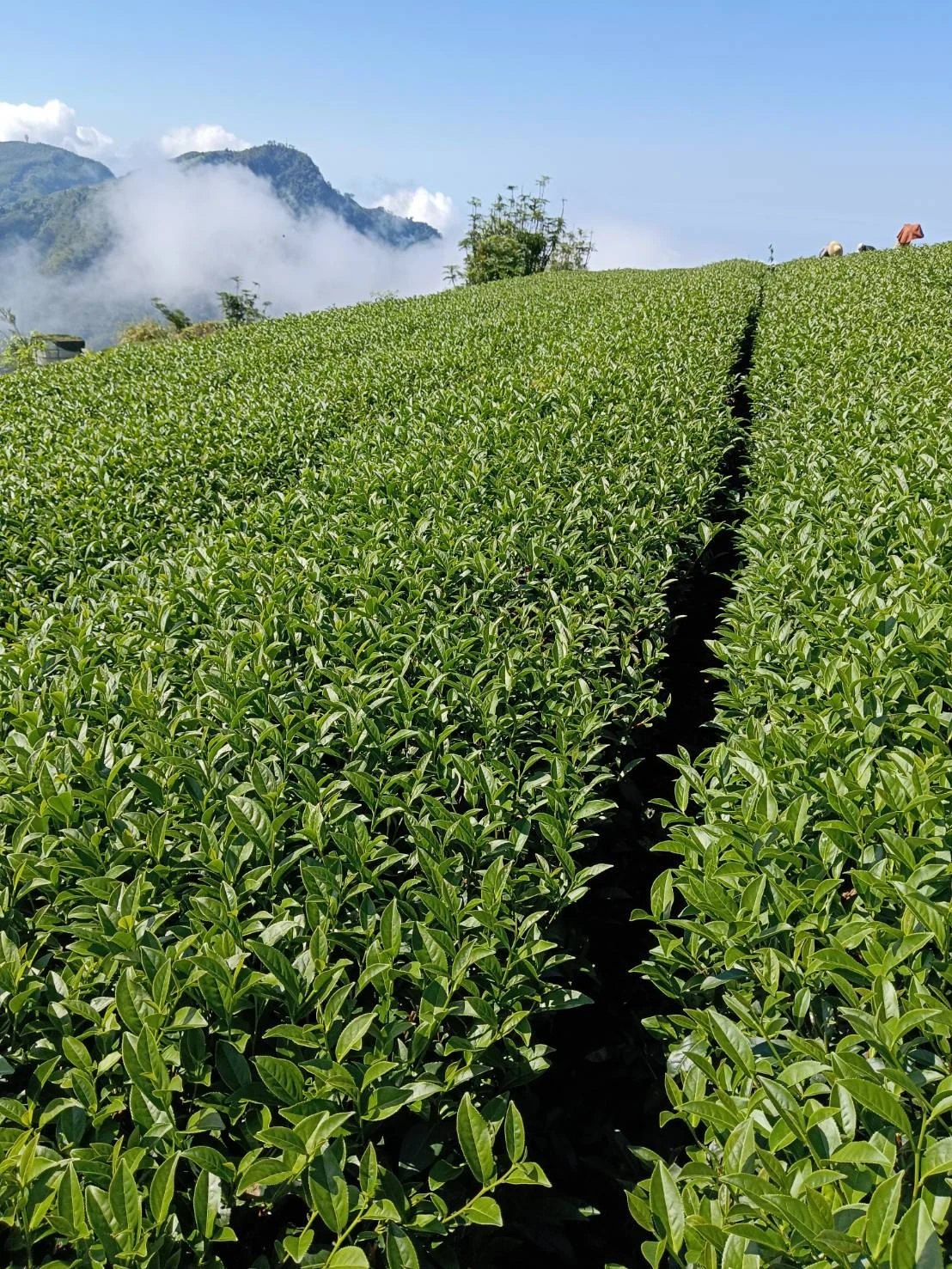 嘉義高山茶/嘉義茶葉推薦