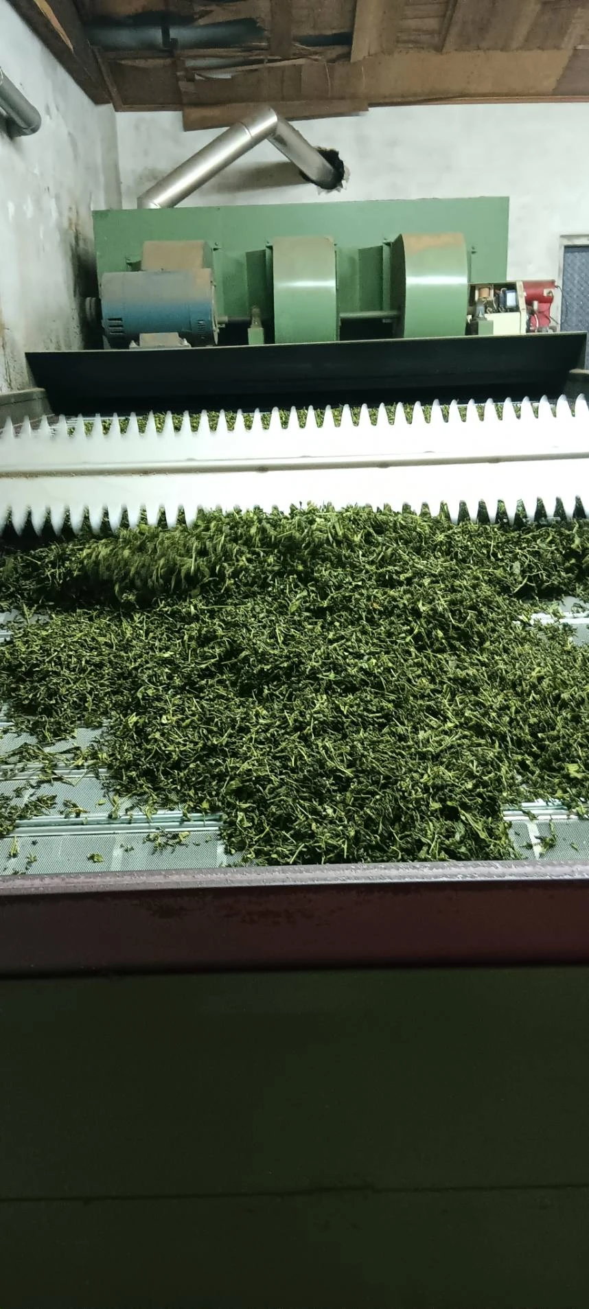 2026 冬茶流程 || 嘉義茶葉推薦