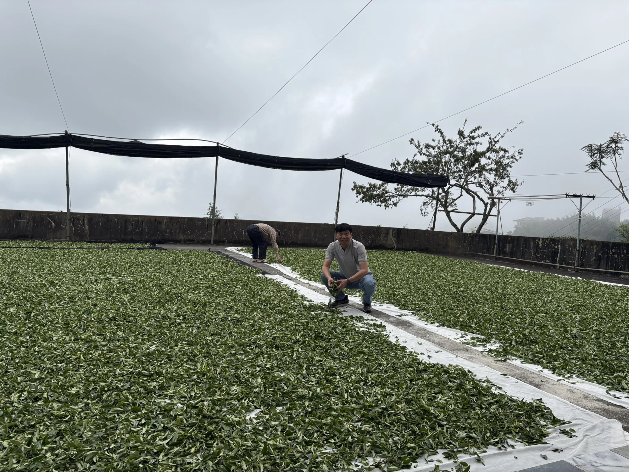 嘉義茶園/嘉義茶廠