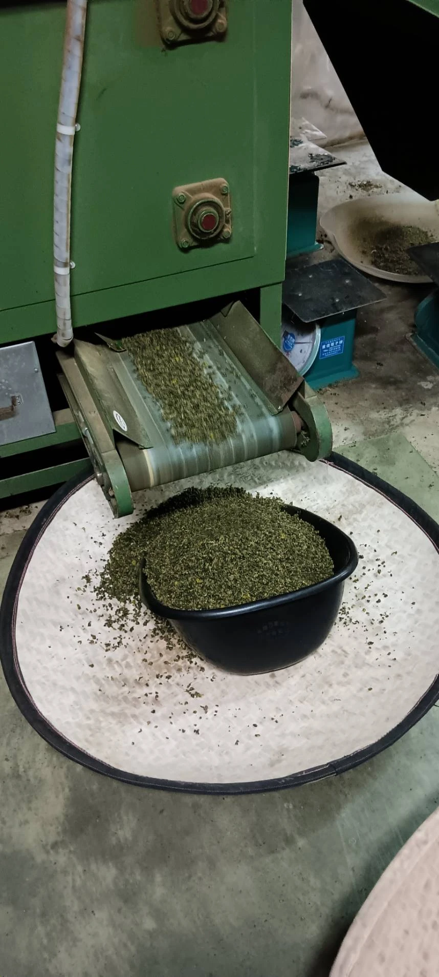 2026 冬茶流程 || 嘉義茶葉推薦
