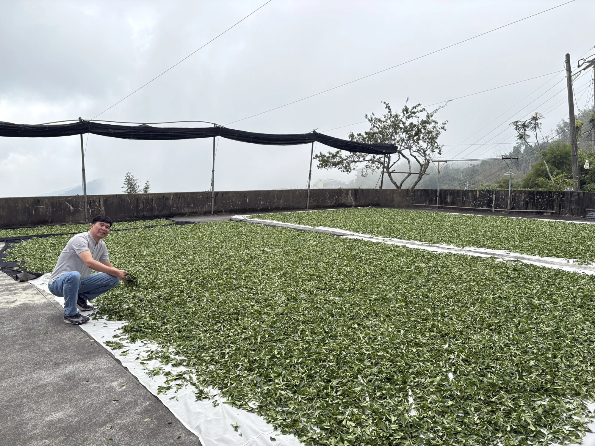 嘉義茶園/嘉義茶廠