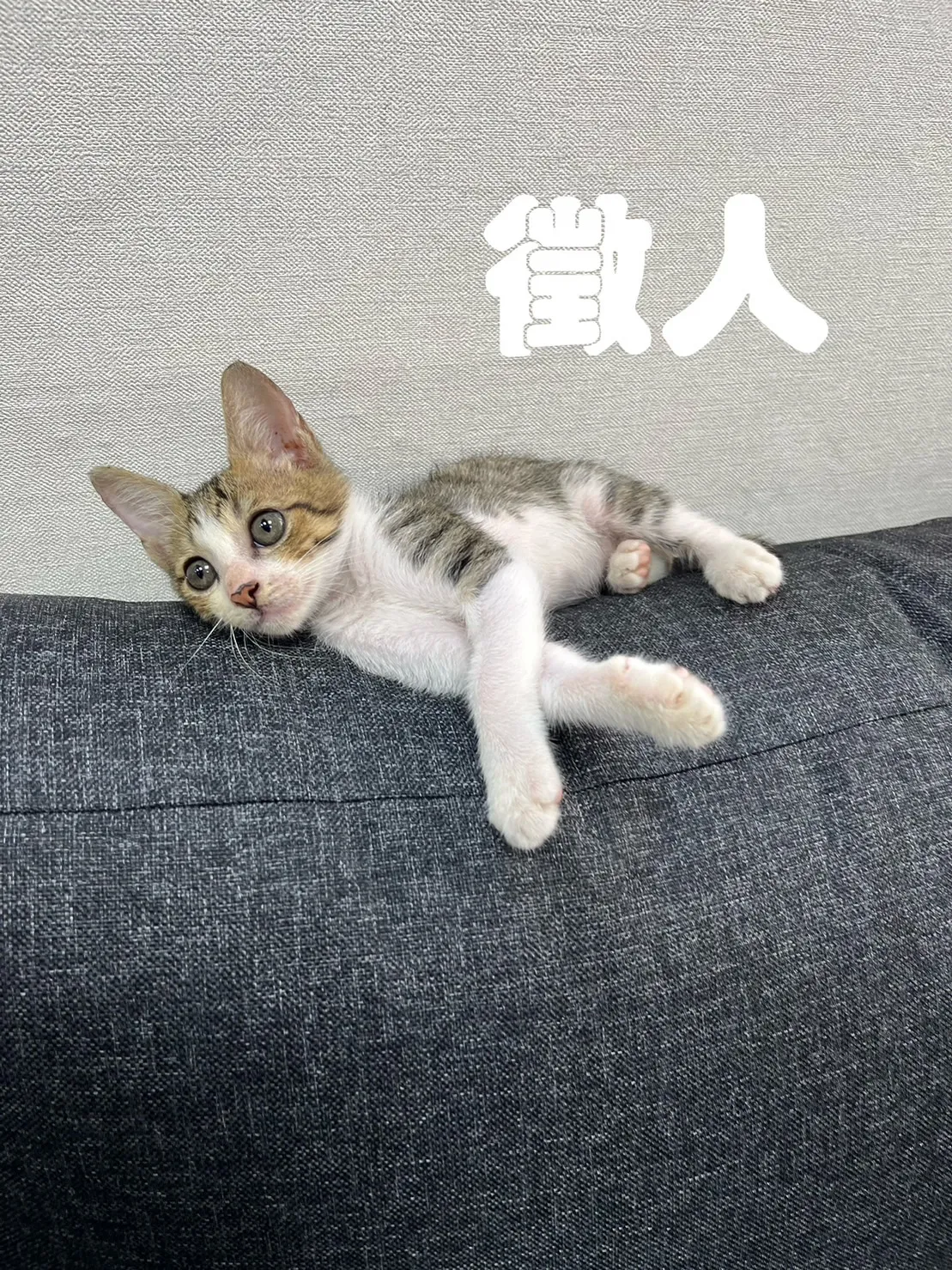 【徵】法務助理