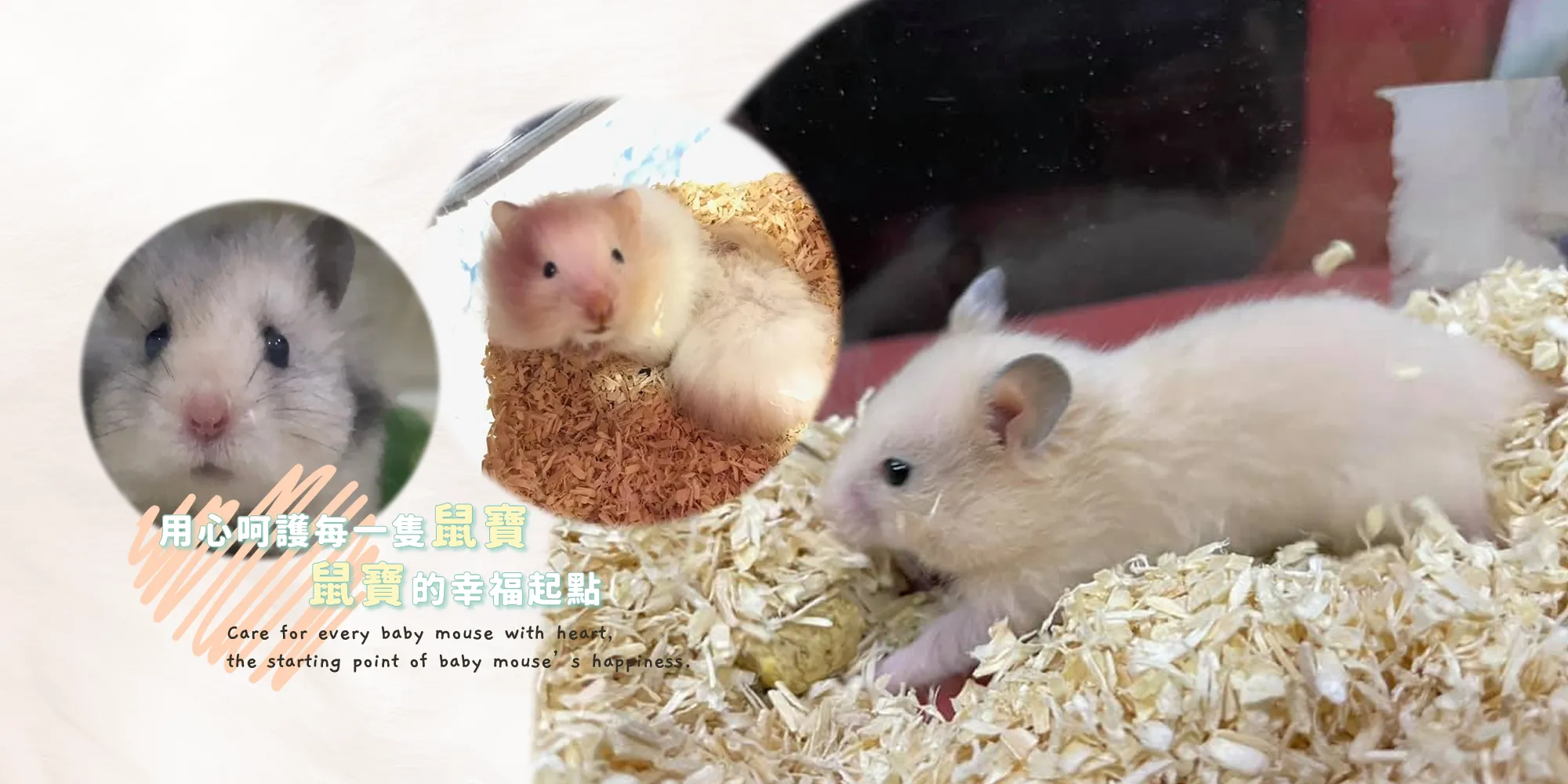 鼠1鼠2-鼠舍,熊鼠買賣,基隆鼠舍,中正區熊鼠買賣
